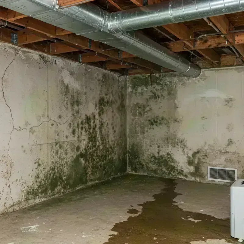 Professional Mold Removal in Boaz, WV